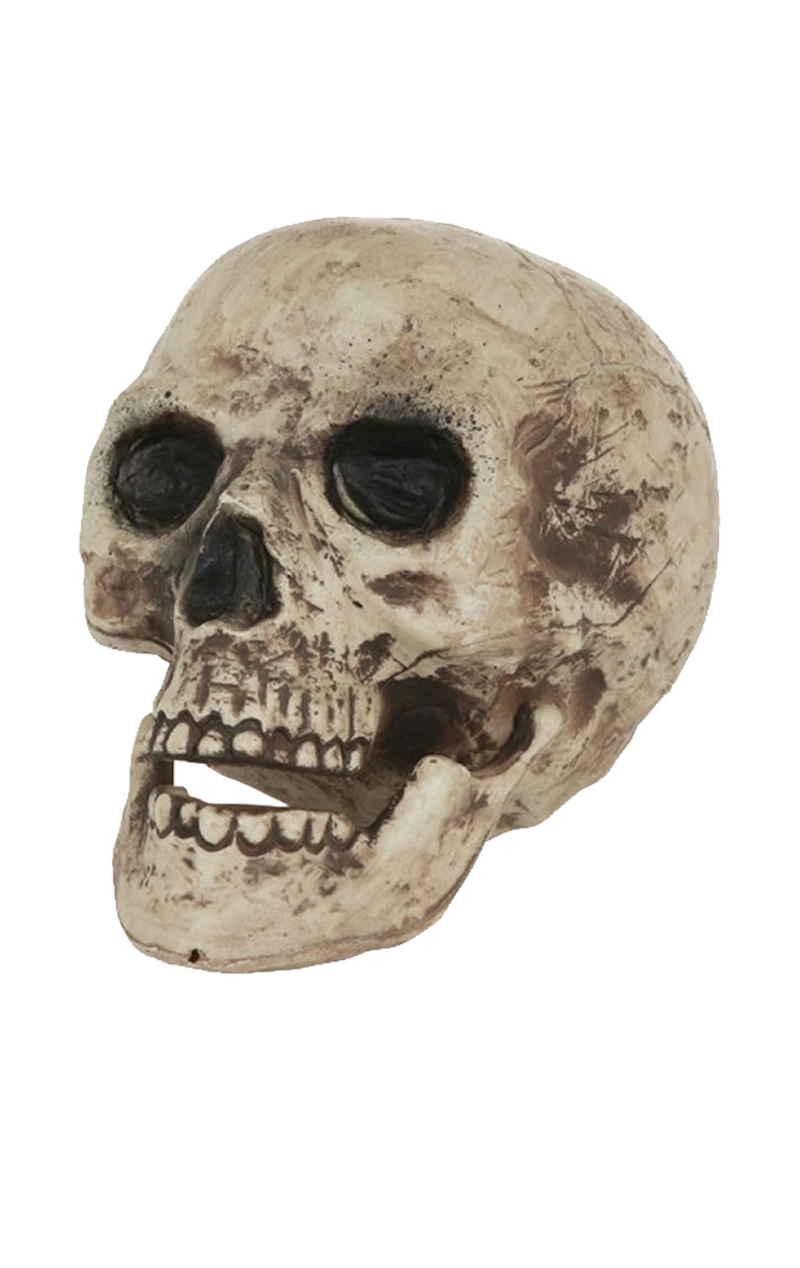 Human Skull Decoration 3 Human Skull Decoration