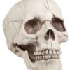 GENERIC Skull Jawbone With Movable Jaw Accessory -Masquerade Costumes skull jawbone with movable jaw accessory 927292